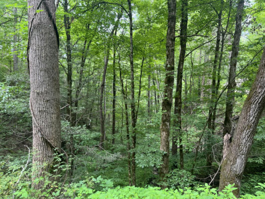 LOT 19 MEADOW VIEW RD, SEVIERVILLE, TN 37876 - Image 1