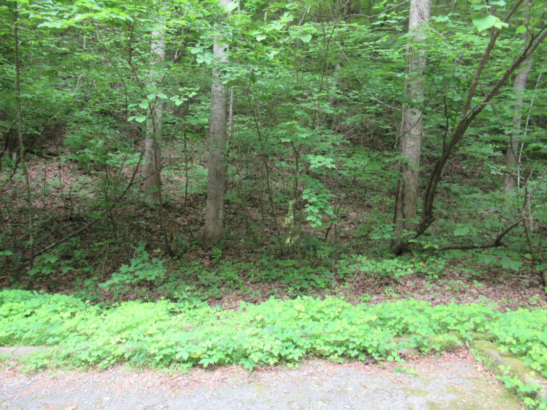 LOT 114 BEAR VALLEY ROAD, SEVIERVILLE, TN 37862, photo 1 of 9